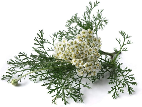Yarrow Flower - Achillea millefolium, Loose Leaf & Flower C/S, 100% Nature, 04 oz