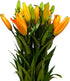 19 Orange Fresh cut Lily Flowers | Send Flower Food |Hydroponics Flower Arrangement Flower Gifts Birthday Flowers