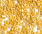 Zursun Heirlooms, Petite Golden Lentil