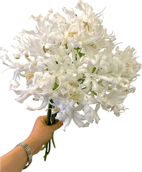 10 Elegant White Lycoris Radiata Bouquet - Premium Floral Stems for Home D cor
