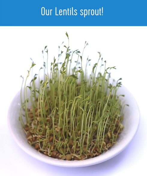 5 LBS Palouse Brand Certified Glyphosate Residue Free Brown Lentils | | Desiccant Free | Sproutable | Non-GMO Project