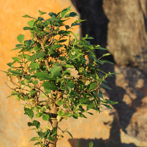 5 6 8 inches Brussel's Bonsai Live Chinese Elm Bonsai Tree, Outdoor - Small, Years Old, to Tall - Includes Decorative