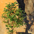 5 6 8 inches Brussel's Bonsai Live Chinese Elm Bonsai Tree, Outdoor - Small, Years Old, to Tall - Includes Decorative