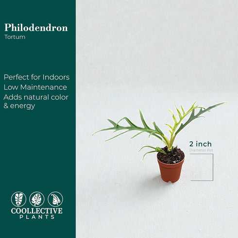 2" CoollectivePlants Philodendron Tortum | Live Indoor Houseplant in Pot, Easy Care, Low Maintenance, Colorful Aroid