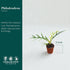 2" CoollectivePlants Philodendron Tortum | Live Indoor Houseplant in Pot, Easy Care, Low Maintenance, Colorful Aroid