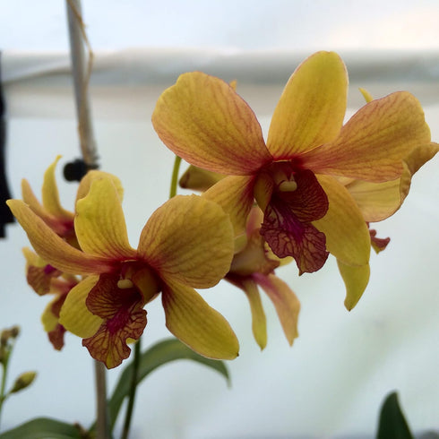 Aloha Hawaii Orchids Dendrobium Pinwattana Comes in 4" Pot