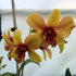 Aloha Hawaii Orchids Dendrobium Pinwattana Comes in 4" Pot