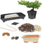 Eve's Garden, Inc Eve's Deluxe Bonsai Tree Starter Kit, Complete Do-It-Yourself Kit with 6 Year