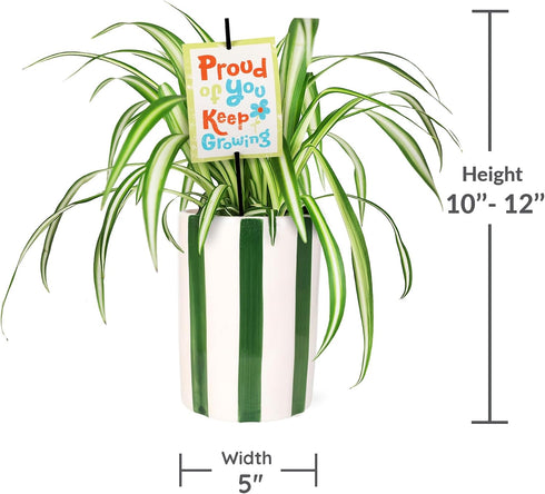 5" Green Circle Growers Spider Plant in Hollywood Green Planter, Live Plant Proud of You