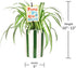 5" Green Circle Growers Spider Plant in Hollywood Green Planter, Live Plant Proud of You