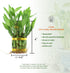NW Wholesaler - Live Indoor Lucky Bamboo Two Tier Tower, Indoor House Plant, Bamboo Stalks for Good Luck, Fortune, Feng