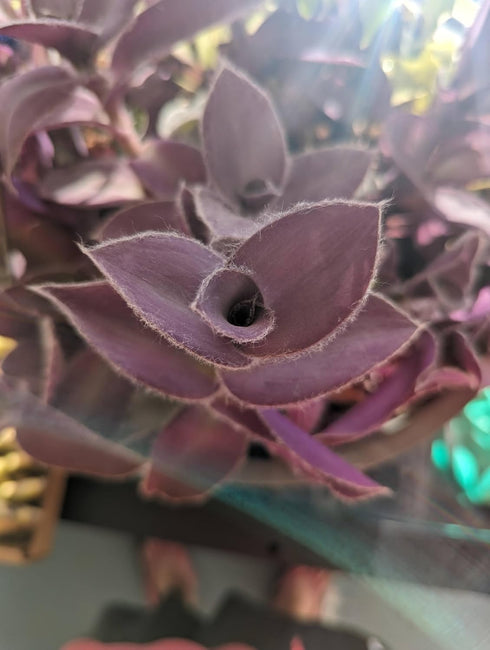 5 Inchplant Blissful Purple Furry Cuttings Wandering Jews Tradescantia Spiderwort Colorful Air Purifier Houseplant/Home