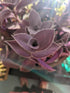 5 Inchplant Blissful Purple Furry Cuttings Wandering Jews Tradescantia Spiderwort Colorful Air Purifier Houseplant/Home