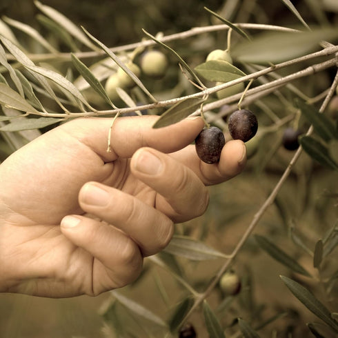 12 Oz (340g) Marmarabirlik, Black Olives Spread, Turkish Olive Paste & Tapenade, Gourmet Mediterranean Flavor, Perfect