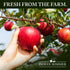 Summer 23 (Pack 6), Indian Chunky Peach Applesauce, Ounce of Made in USA