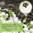 5.29oz/150g XIXICHA Jasmine Tea Jasmine Dragon Balls Grade AAA Loose Leaf GreenTea Long-lastingTea Natural Chinese Tea