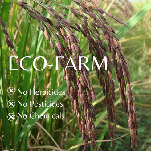 2 LB Organic Riceberry Rice - Purple Thai Black Jasmine Whole Grain - Gluten Free High Fiber Superfood - Non-GMO