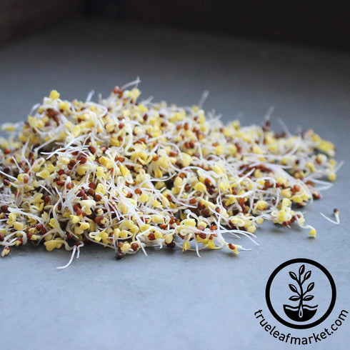 Organic Broccoli Sprouting Seeds by Handy Pantry, 4 oz. Resealable Bag