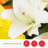 10 BloomsyBox Stem Multicolor Asiatic Lilies (Glass Vase Included) Fresh Flowers for Delivery Gift for Birthday