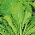 The Rike 3000 Seeds Mustard Leaf Ci B Xanh Green Mustard Lettuce Spinach Seeds Southern Giant Curled Mustard Greens