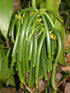 Vanilla Products USA 25 Whole Madagascar Bourbon Planifolia Extract Grade B Vanilla Beans