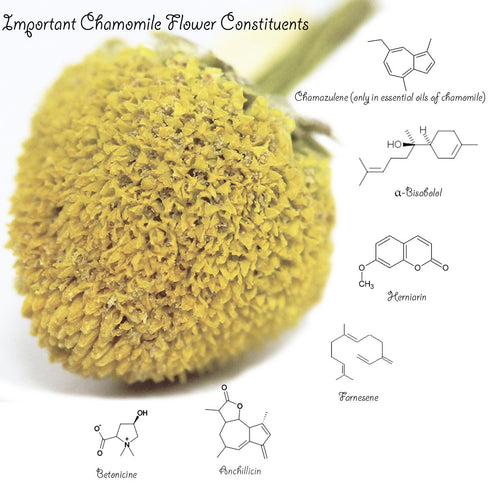 1LB (16Oz) 100% 1 lb Chamomile Tea CERTIFIED Organic (USDA seal) Chamomile Flowers Herbal Tea (Matricaria Chamomilla)