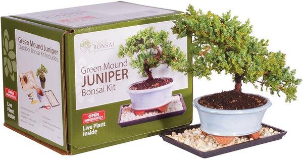 Brussel's Bonsai - Live Green Mound Juniper Bonsai Tree Kit, Outdoor Bonsai