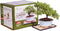 Brussel's Bonsai - Live Green Mound Juniper Bonsai Tree Kit, Outdoor Bonsai