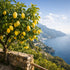 (250ml) 8.45 oz Dell'Orto Limonolio Lemon Olive Oil Extra Virgin | Amalfi Coast Lemons, Cold Pressed Infused Olive Oil