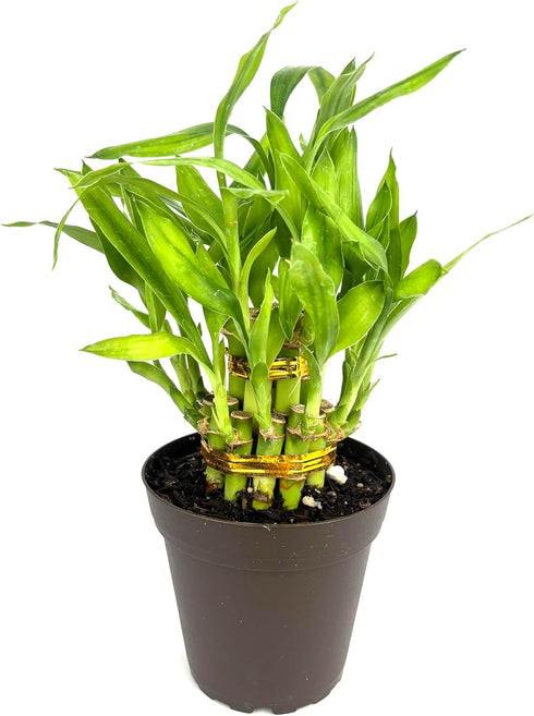 4" Lucky Bamboo Good Luck and Wealth Houseplant Home and Office Decor, Pot