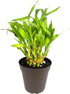 4" Lucky Bamboo Good Luck and Wealth Houseplant Home and Office Decor, Pot