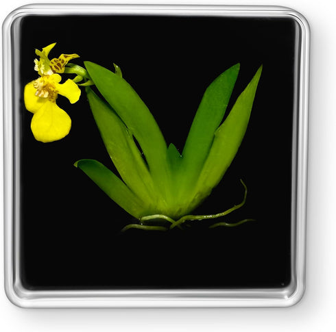 Bloomify Live Dancing Orchid Picture, Maintenance Free Orchid, Psygmorchis Pusilla, Live Green Wall Dcor, Blooming, No