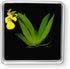 Bloomify Live Dancing Orchid Picture, Maintenance Free Orchid, Psygmorchis Pusilla, Live Green Wall Dcor, Blooming, No