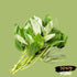Spicy Yum! 7 oz Dried Jute Leaves (Ewedu / Molokhia / Lalo / Saluyot) Premium Egyptian Spinach Natural Non-GMO Leaf