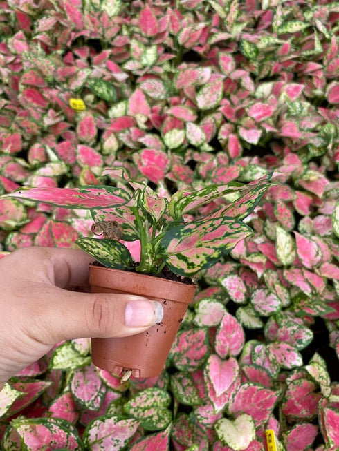 2" CoollectivePlants Aglaonema Red Valentine Live Plant in Growers Pot Chinese Evergreen, Indoor Low Maintenance