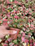 2" CoollectivePlants Aglaonema Red Valentine Live Plant in Growers Pot Chinese Evergreen, Indoor Low Maintenance