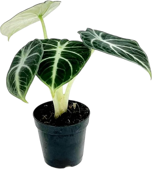 Alocasia Ninja | Live Plant in a 2 or 4 Inch Growers