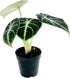 Alocasia Ninja | Live Plant in a 2 or 4 Inch Growers