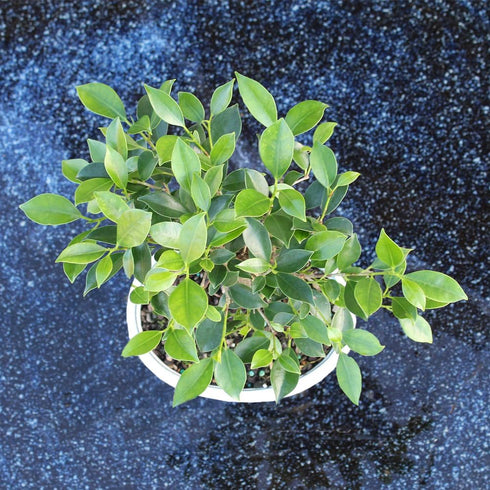 4 5-8 Inches Brussel's Bonsai - Live Golden Gate Ficus Bonsai Tree in Ceramic Bonsai Pot, Indoor Bonsai Plant, Years