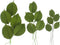 Global Sugar Art Rose Leaf Dark Green Sugar Cake Flower, 3 Sizes,