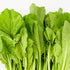 The Rike 3000 Seeds Mustard Leaf Ci B Xanh Green Mustard Lettuce Spinach Seeds Southern Giant Curled Mustard Greens