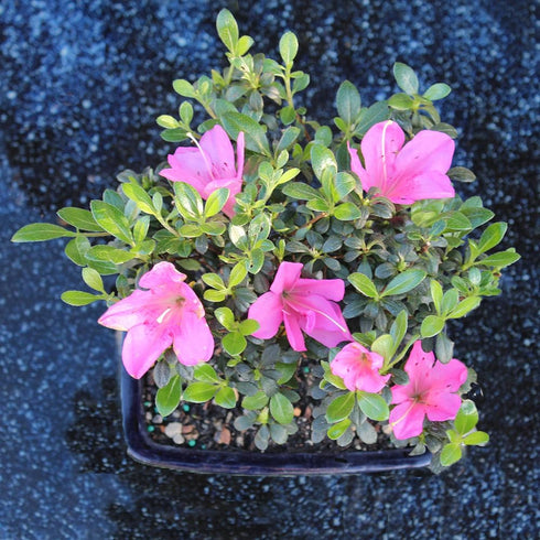 5 5-8 Inches Brussel's Bonsai - Live Satsuki Azalea Flowering Bonsai Tree in Ceramic Bonsai Pot, Outdoor Bonsai Tree
