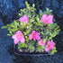 5 5-8 Inches Brussel's Bonsai - Live Satsuki Azalea Flowering Bonsai Tree in Ceramic Bonsai Pot, Outdoor Bonsai Tree