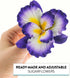 1 Count Global Sugar Art Dutch Iris Sugar Cake Flowers, Purple with Yellow Center by Chef Alan Tetreault