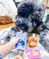 9 Pack 4oz BUDDY BUDDER Dog Peanut Butter, Mixed Flavors, Pouches Dog Peanut Butter, Made in USA