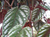 2 Inch Rex Begonia Vine - Live Starter Plant in a Pot - Cissus Discolor - Extremely Rare and Beautiful Vining Indoor