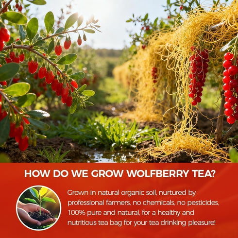 WOTIHA 60 Count 100% Immune Premium Goji Berry Tea Bags - Natural, Restore Passion & Digestion Support, & Antioxidant