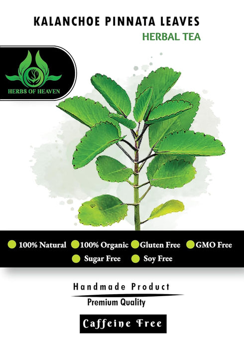 HERBS OF HEAVEN (100) Kalanchoe Pinnata Leaves Tea Bags - Leaves Tea Bags