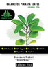 HERBS OF HEAVEN (100) Kalanchoe Pinnata Leaves Tea Bags - Leaves Tea Bags