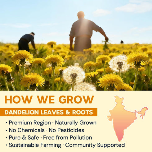50 Dandelion Leaf & Root Herbal Tea-Caffeine-free, Teabags